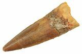 Fossil Spinosaurus Tooth - Real Dinosaur Tooth #298380-1